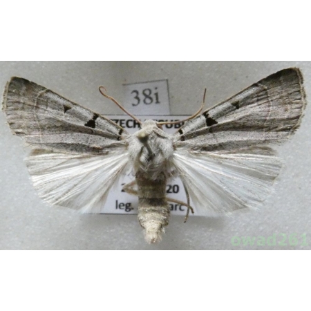 Eugnorisma glareosa (Esper, 1788) Czech38i